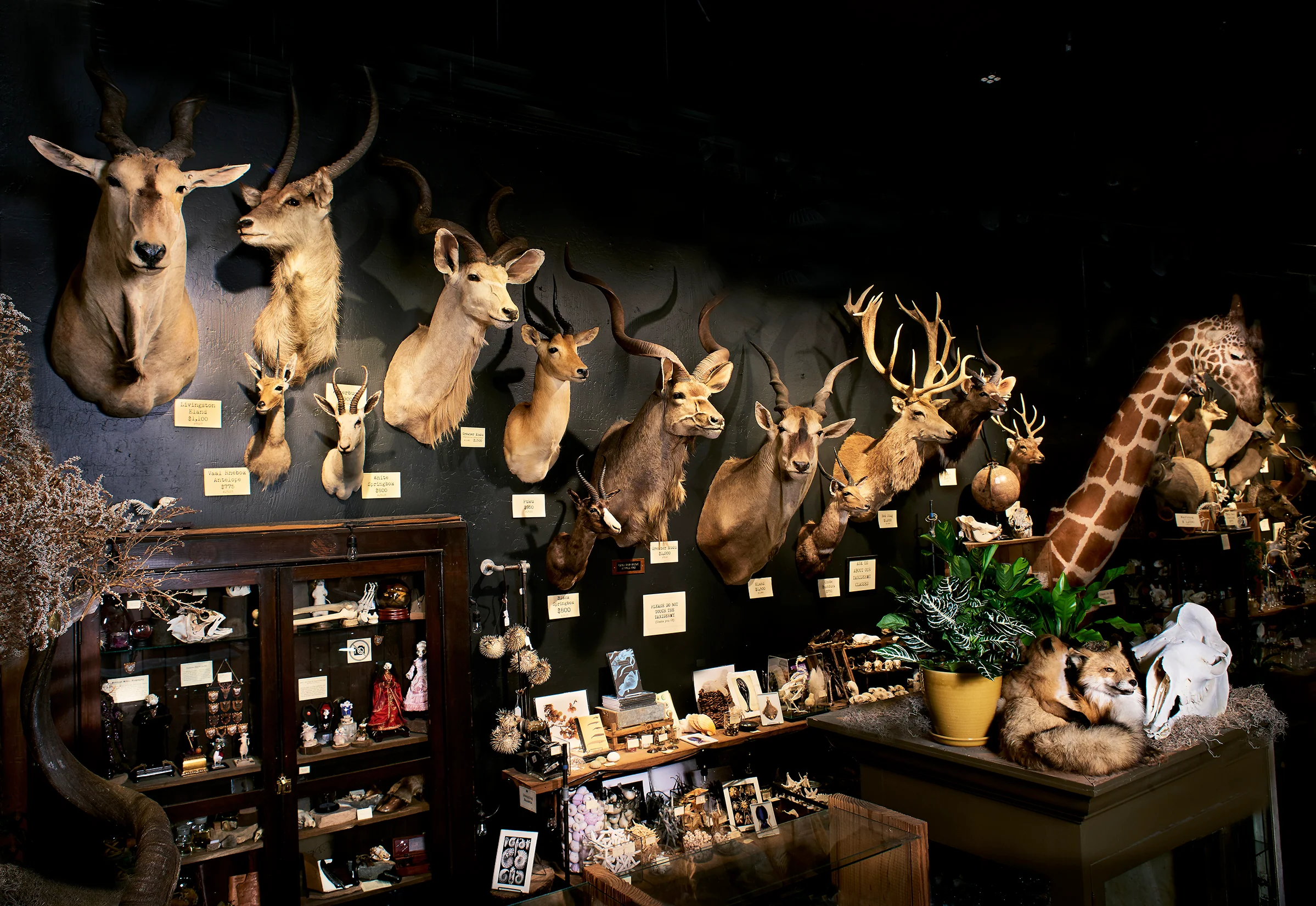 Curate Your Natural Curiosity